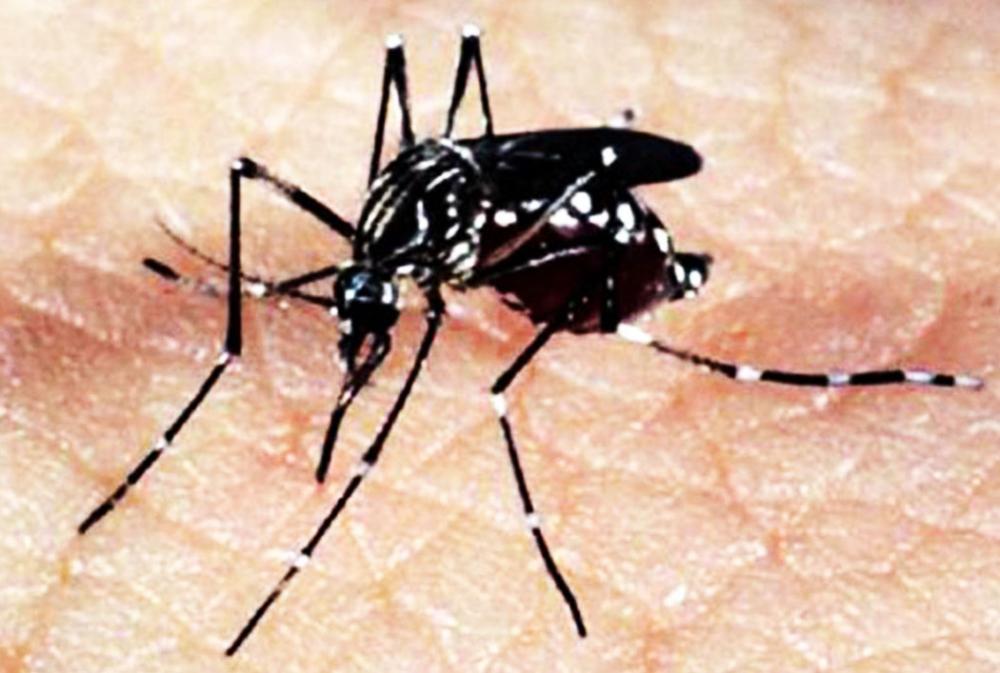 Embu das Artes intensifica o combate ao mosquito da dengue