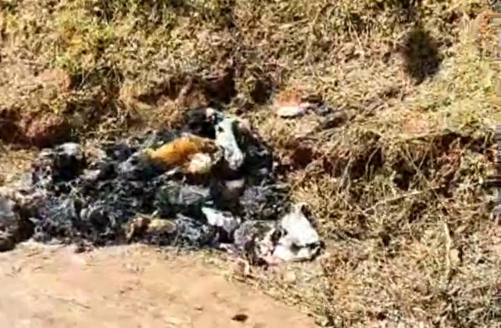 Em Itapecerica da Serra, mais de 30 cães e sete gatos são encontrados queimados