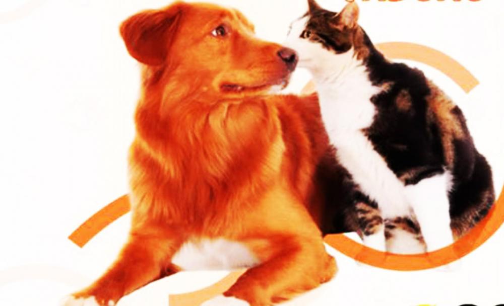 Itapecerica da Serra abre inscrições para castrações de animais de famílias de baixa renda, confira! 