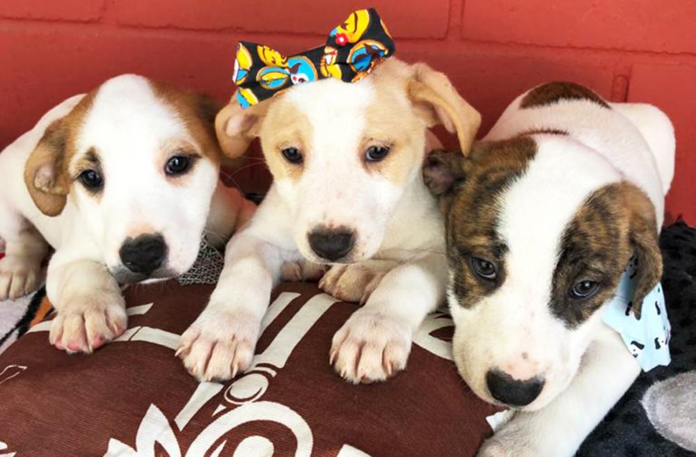 CCZ de Itapecerica da Serra realiza Feira de Adoção de Cães; saiba mais