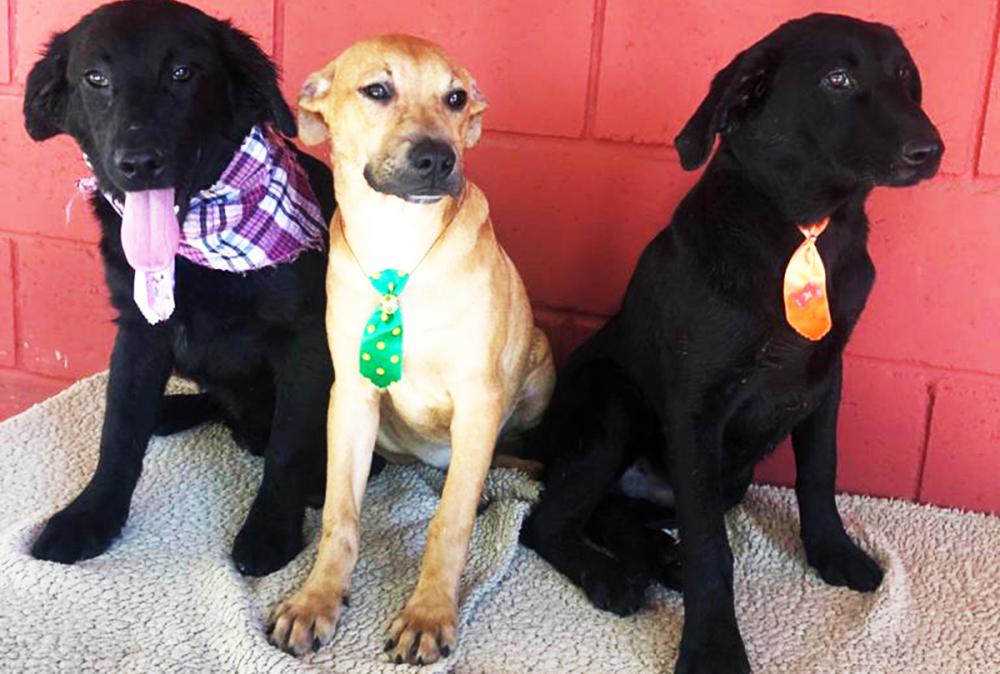 Itapecerica da Serra: Feira de Adoção de Cães acontece no sábado, 4