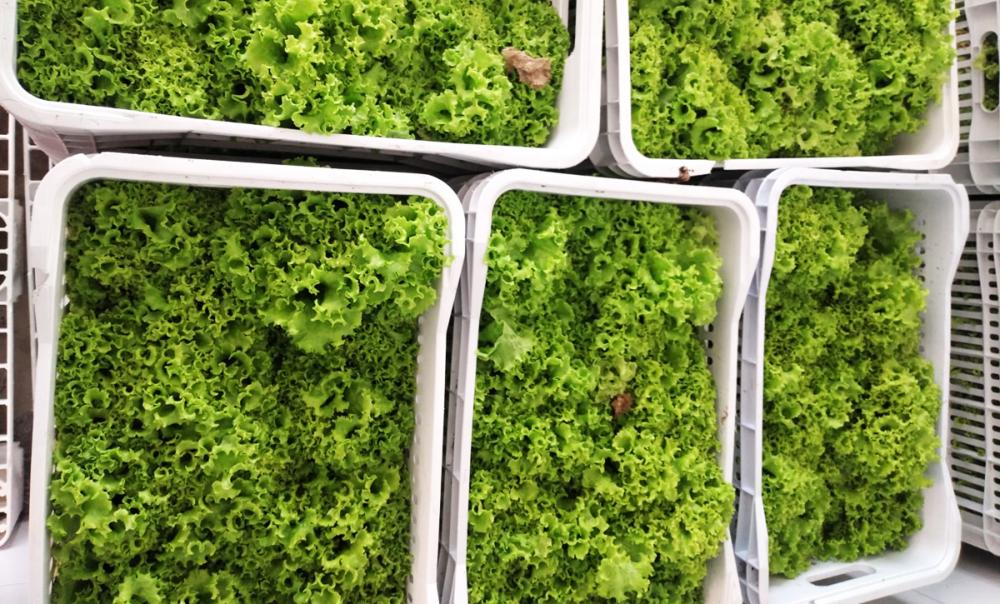 Banco de Alimentos de Itapecerica da Serra recebe doação de hortaliças