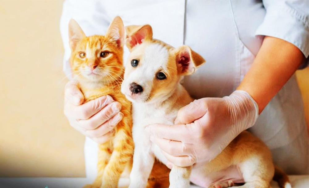 Itapecerica da Serra abre inscrições para castração de cães e gatos a partir de segunda, 2 de julho