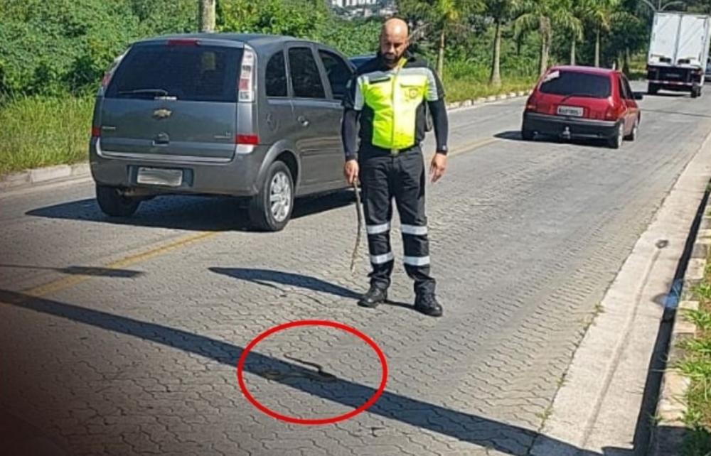 Cobra atravessa rua em Embu das Artes com ajuda; entenda 