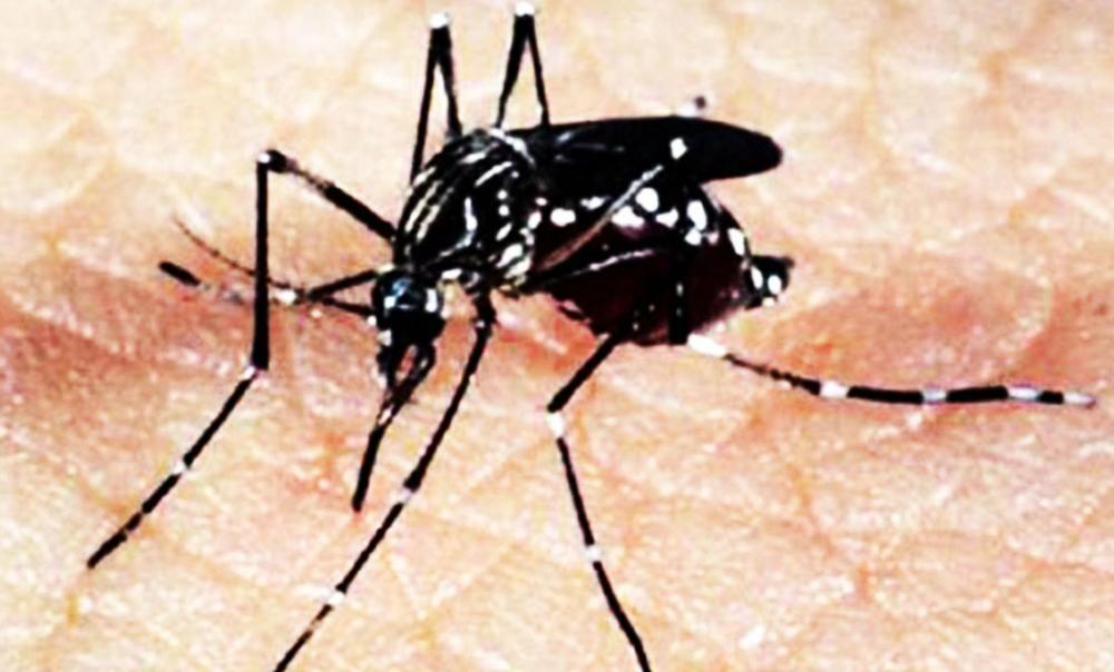Embu das Artes: Postos de saúde realizam plantão para fazer testes rápidos de dengue neste sábado, 10