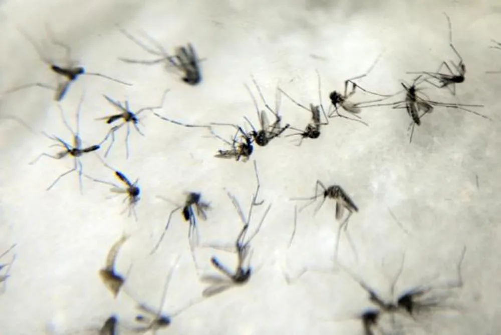 Itapecerica da Serra realiza Ação contra a dengue no sábado, 11 de maio
