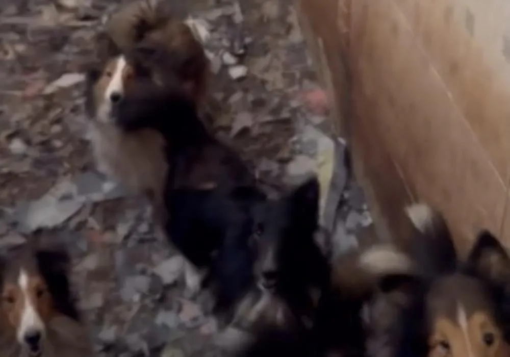 Cerca de 200 cães são encontrados em condições de maus-tratos em Embu das Artes