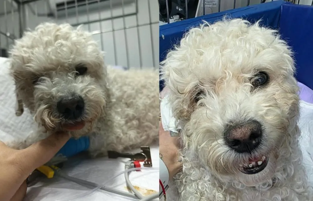 Cão Ted está internado na UTI veterinária e família de Taboão da Serra faz campanha para arrecadar dinheiro para tratamento