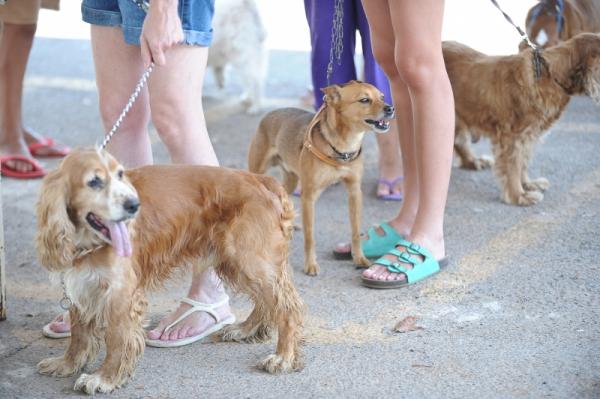 Doenças do coração em animais: Entenda como elas se desenvolvem nos pets