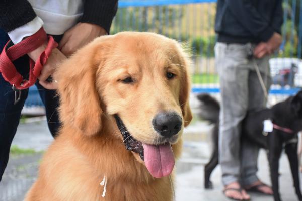 PETS: Devo levar meu cão ao shopping?