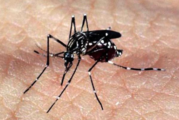 Mais de 20% dos municípios brasileiros têm risco de surto para dengue