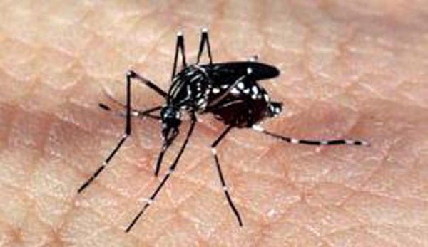 Itapecerica da Serra: Parque Paraíso recebe ação de combate à dengue no sábado, 5