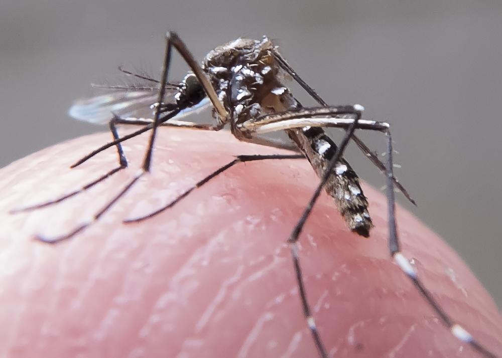 Itapecerica da Serra: Ação de combate à dengue atende Santa Júlia e Bairro do Crispim neste sábado, 12