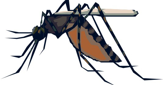 Com a chegada do verão, saiba como deixar sua casa livre de criadouros do Aedes aegypti