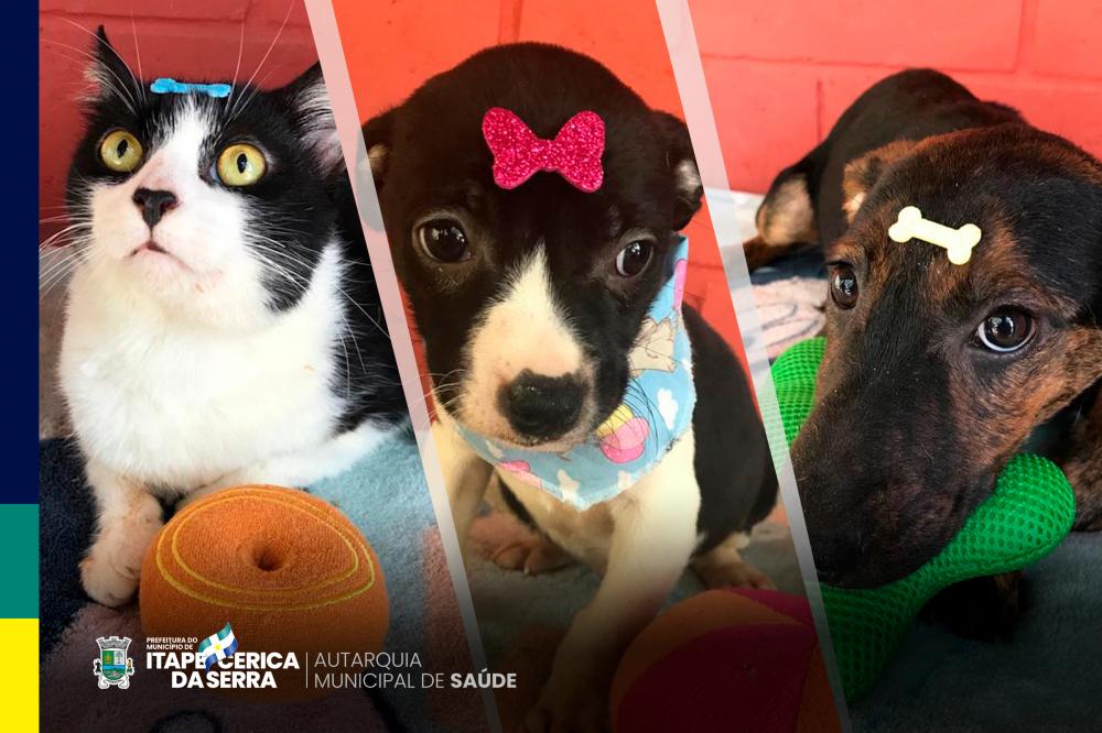 Itapecerica da Serra: Centro de Controle de Zoonoses realiza campanha de adoção para cães e gatos