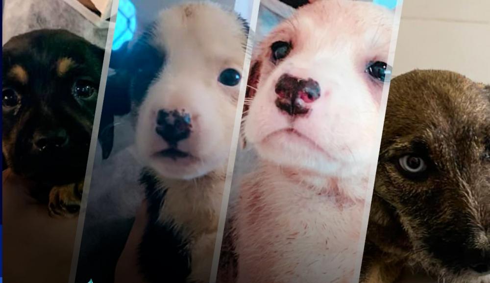Itapecerica da Serra realiza campanha de adoção de cães e gatos